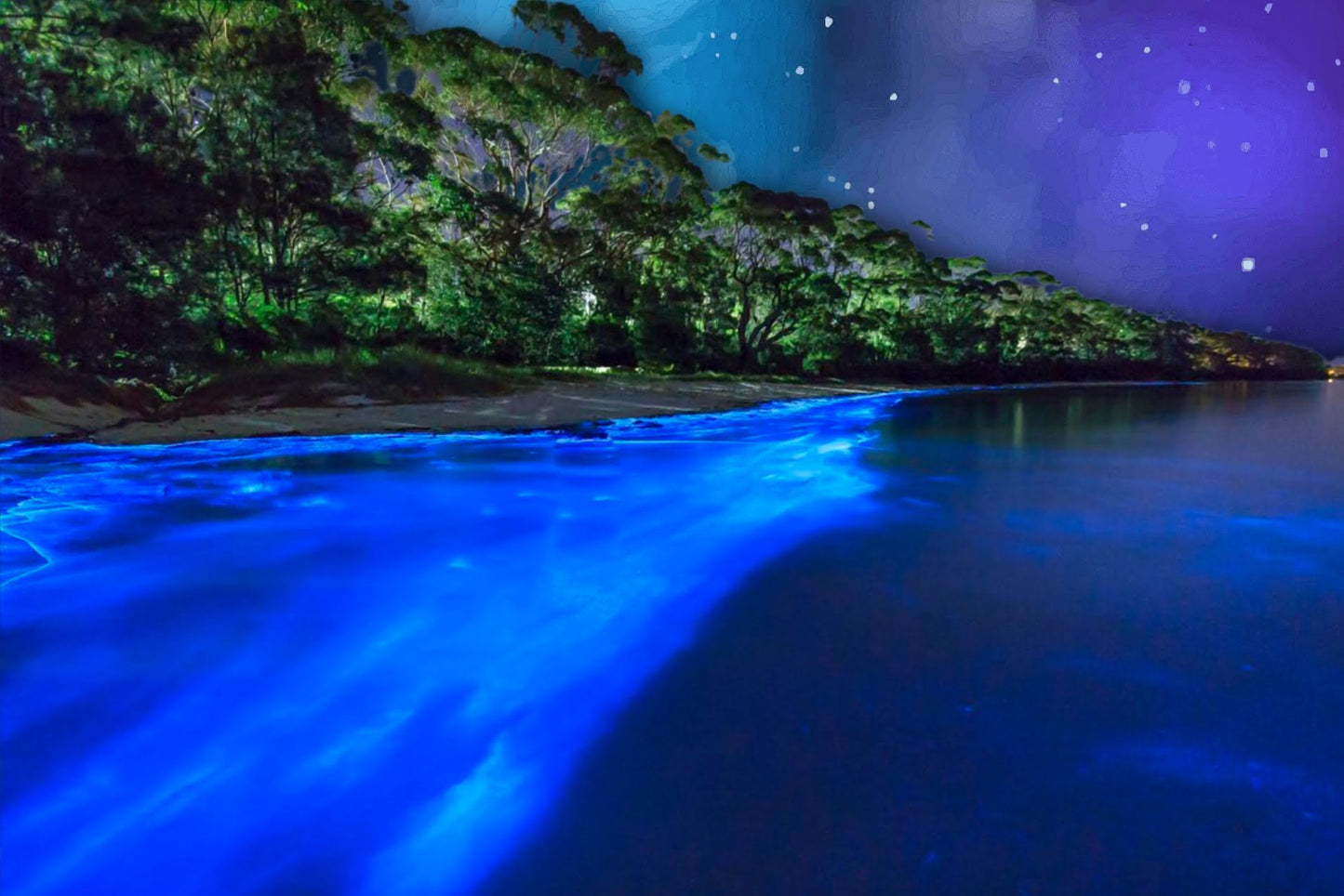 Neon Treasures of the Caribbean Sea
